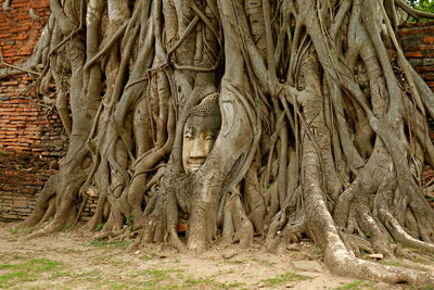 Scenic view of tree roots