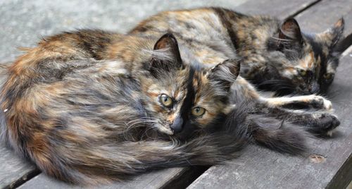 Portrait of tabby kittens resting on table