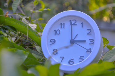 Close-up of clock on plant