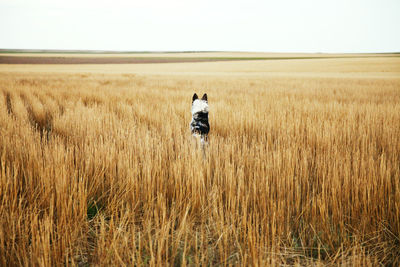 Rear view of dog sitting on grassy field