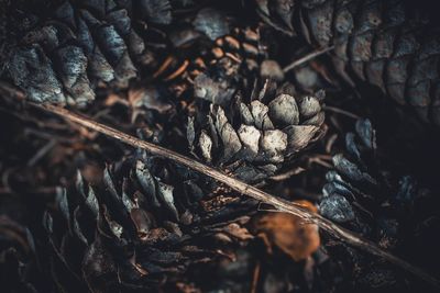 Close-up of dry leaf