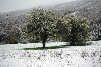Trees on field during winter