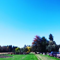 Trees on field against clear blue sky