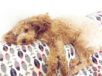 Portrait of puppy on bed