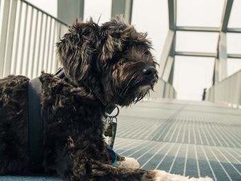 Close-up of dog