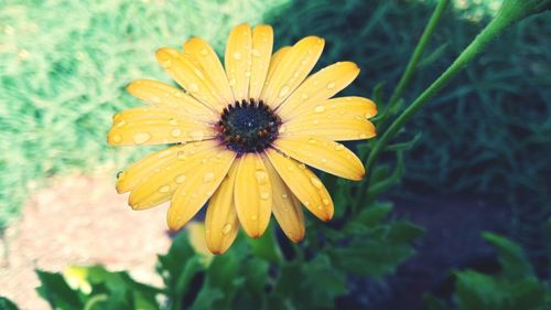 Close-up of yellow flower blooming outdoors