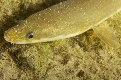 The eel fish on the krka river