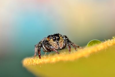 Close-up of spider