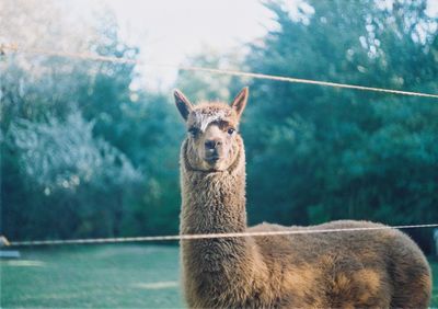 Portrait of llama on field
