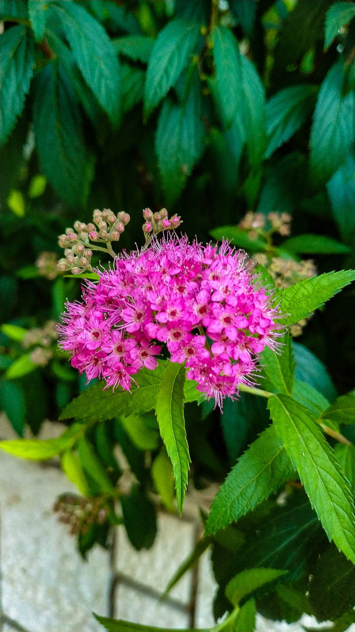 CLOSE-UP OF PURPLE FLOWERING PLANTS