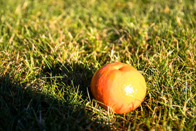 Close-up of apple on field