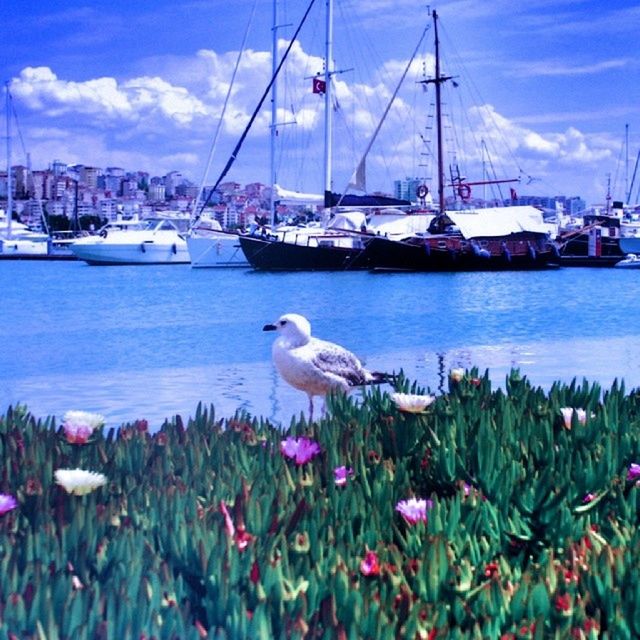 nautical vessel, animal themes, water, transportation, sky, boat, bird, sea, mode of transport, moored, animals in the wild, wildlife, harbor, one animal, blue, cloud, sailboat, cloud - sky, nature, no people