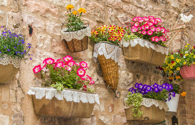 Close-up of flower pot against wall in the medieval center of spello little town, umbria