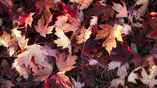 Full frame shot of maple leaves