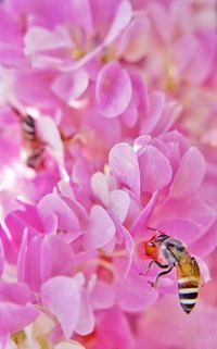 Close-up of bee pollinating on pink flower