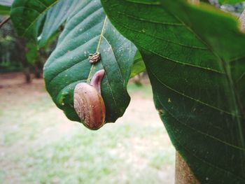 Close-up of snail on leaf