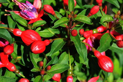 Close-up of red flowers