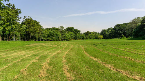 Fresh green carpet grass lawn row of dry grass cutted and trees, gardening landscapes maintenance 