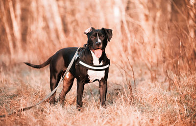 Portrait of dog 