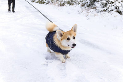 Welsh corgi pembroke dog walking on leash with owner in snowy winter park.