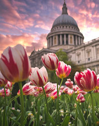 Close-up of pink tulips