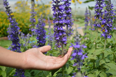 Close-up of hand holding flowering plant