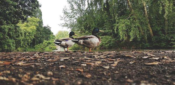 View of birds on dirt road