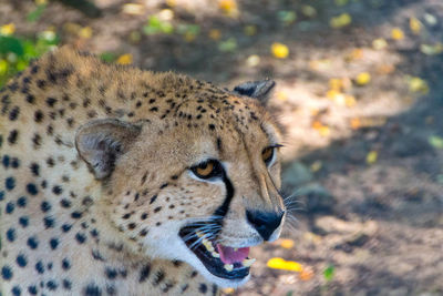 Close-up of a cat looking away