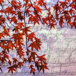 Autumn leaves on tree