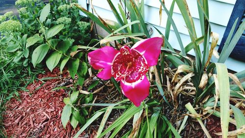 Close-up of flower blooming outdoors