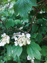 Close-up of white flowering plant