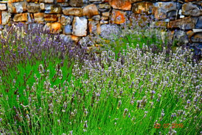 Close-up of flowers growing in field