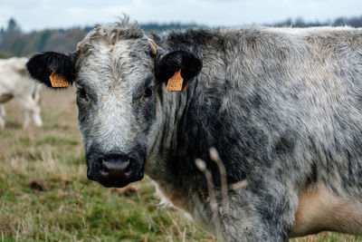 Cows in a field