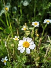Close-up of white daisy flowers