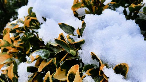 Close-up of frozen plant on snow covered field