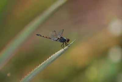 Close-up of insect on plant