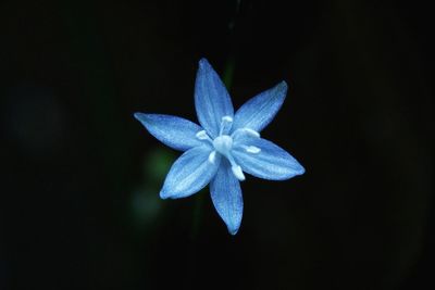 Close-up of iris blooming against black background