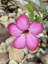 Close-up of pink rose flower