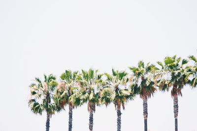 Low angle view of coconut palm trees against clear sky