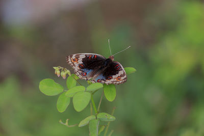 Close-up of butterfly pollinating on flower