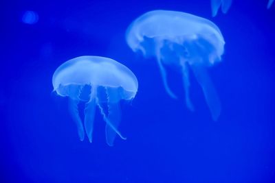 Jelly fish