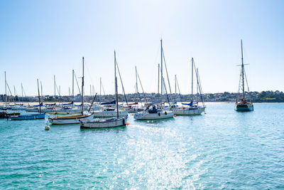 Sailboats moored in harbor against clear sky