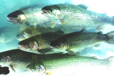 Fish swimming in sea