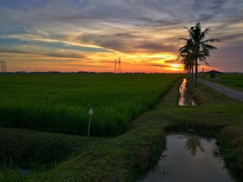 Scenic view of agricultural field during sunset