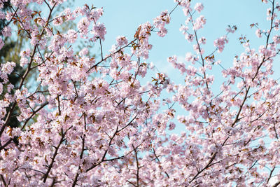 Low angle view of cherry blossoms against sky