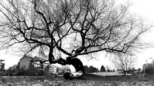 Bare trees on grassy field