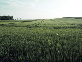 Scenic view of agricultural field against sky