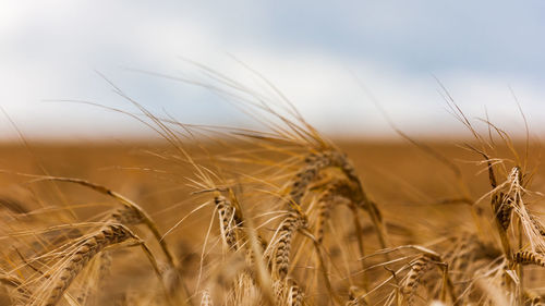 Close-up of wheat field