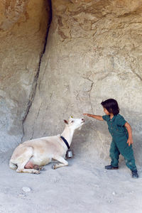 Child is standing on a mountain and goats are walking around