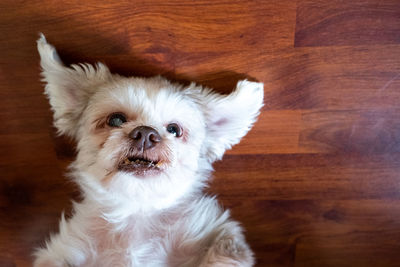 Portrait of dog at home